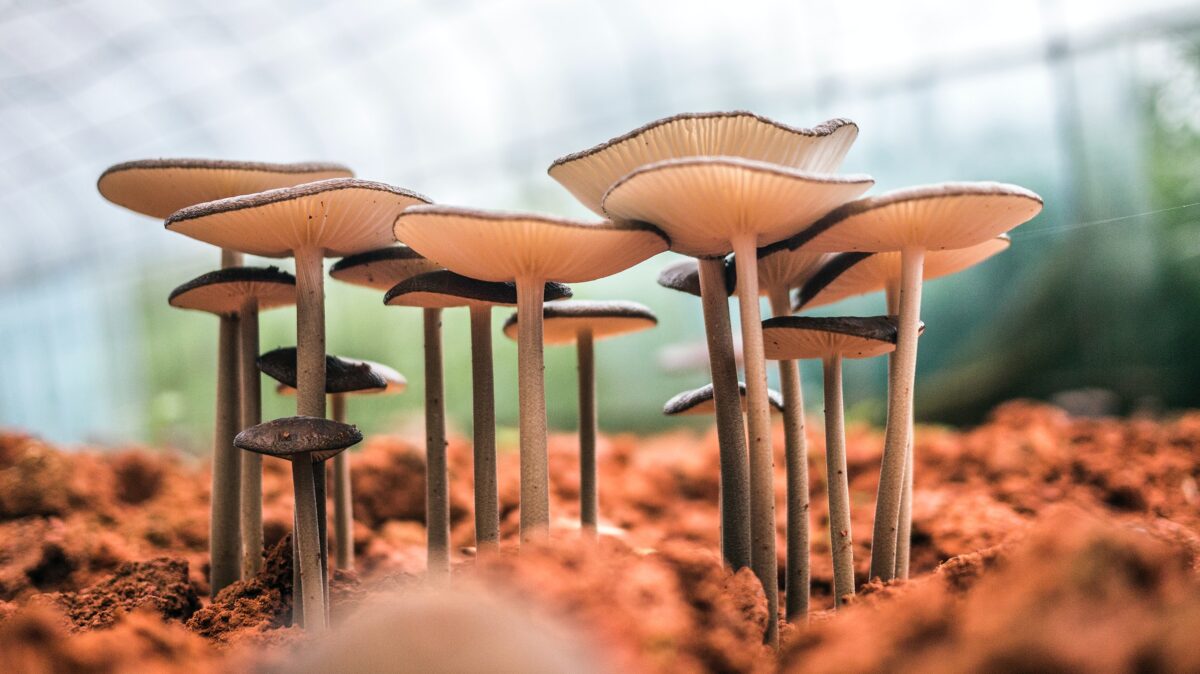 A Complete Guide: Do Mushroom Supplements Cause Weight Gain?